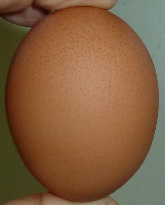 Gallery of Welsummer Eggs | Self-Sufficiency | Before It's News