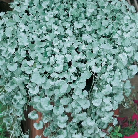 Dichondra Silver Falls