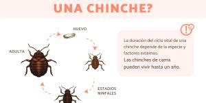 Diferencias Entre Chinches Garrapatas Y Pulgas