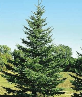 Abeto (Picea abiens) - www.plantasyjardines.es