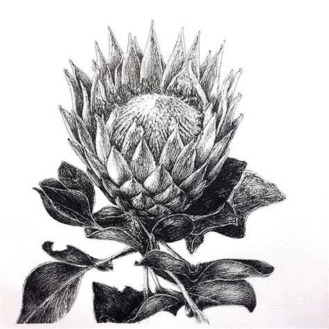 Pincushion Protea Pen & Ink Illustration