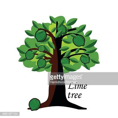 Vector Lime Tree Stock Clipart Royalty Free FreeImages