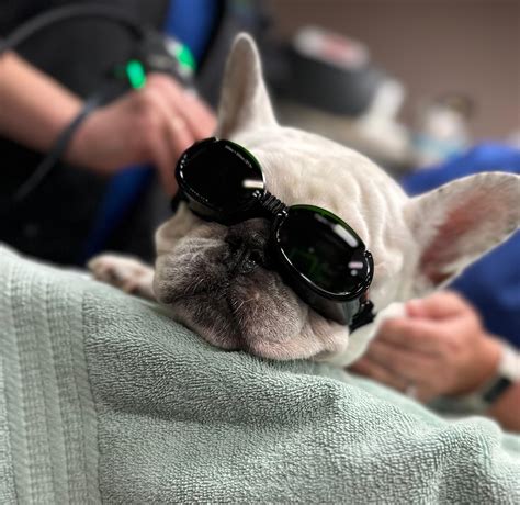 Laser Therapy in Metairie, LA | Veterinary Specialists Of Greater New