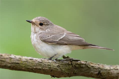 Spotted Flycatcher – Birds of Singapore