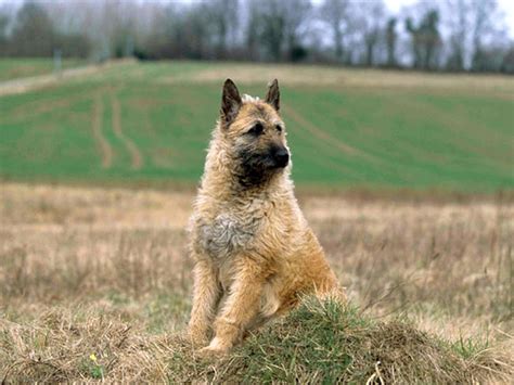 Photo chien Berger belge - 729 - Wamiz