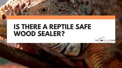 Is There A Reptile Safe Wood Sealer Heres What You Should Know