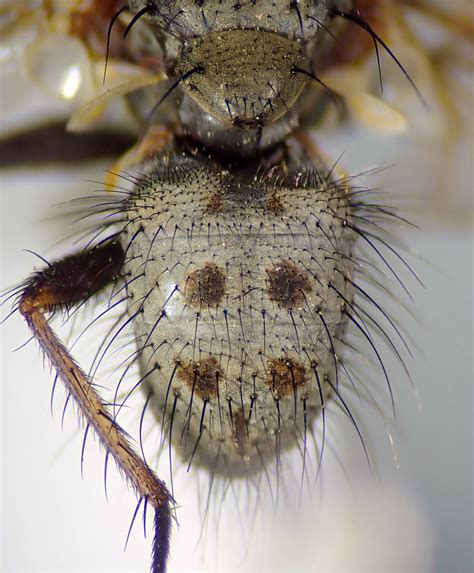 Helina Calceata Male Abdomen Allerthorpe Yorkshire 1 Flickr