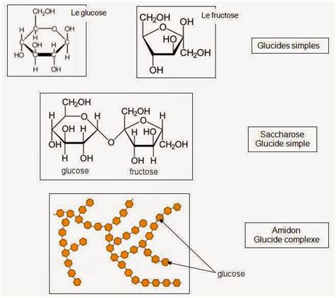 Les Glucides Cours Sur Les Glucides Bac Pro