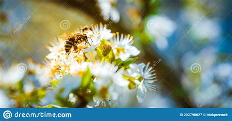 Cierre De Una Abeja Que Recolecta N Ctar Y Esparce Polen Sobre Flores