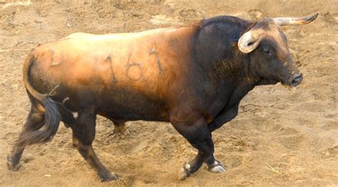 Conozca El Orden De Lidia De Los Toros De Garcigrande Domingo