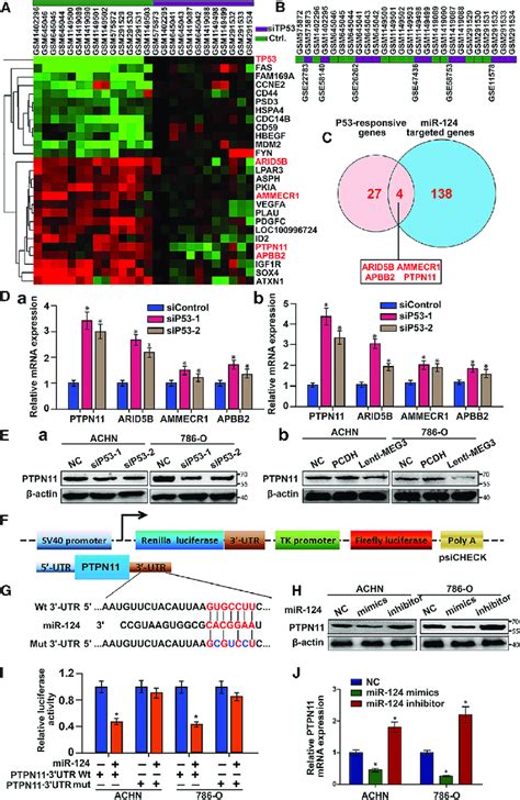 Mir And Meg Inhibit Cell Proliferation And Metastasis By