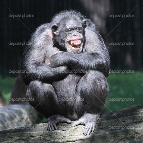 Smiling happy Chimpanzee. — Stock Photo © vladvitek #34677421