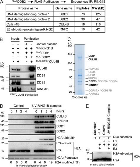 H2A Ubiquitylation After UV Irradiation Is Performed By The UV RING1B