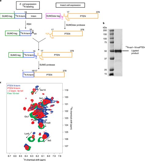 Role Of N Terminal Segment Of Pten In Phospho Tail Binding A Scheme Download Scientific