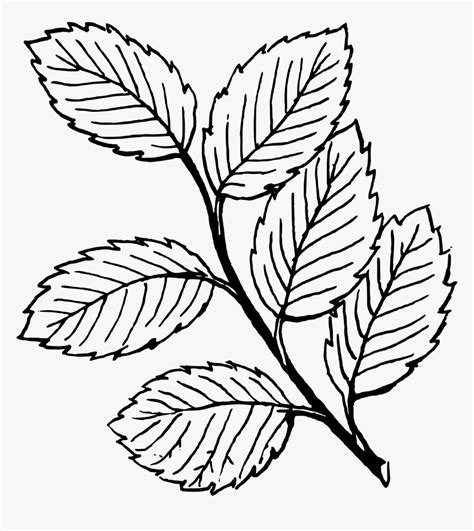 leaves clipart black and white - Clip Art Library