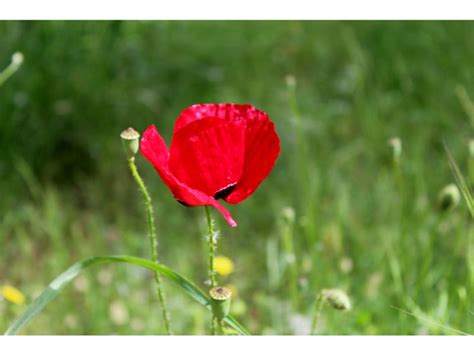 Red Poppy Flower Spiritual Meaning You Probably Didn’t Know - Harvest Indoor