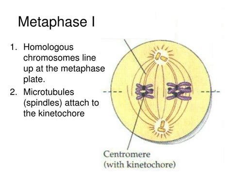 Ppt Meiosis And Sexual Reproduction Powerpoint Presentation Free