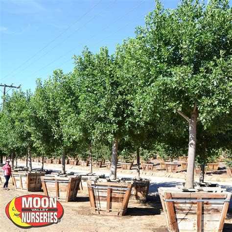 Trimming Ficus Trees Arizona Shanta Jorgenson