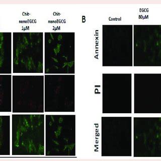 Comparative Effects Of Nonencapsulated Egcg And Chit Nanoegcg Treatment