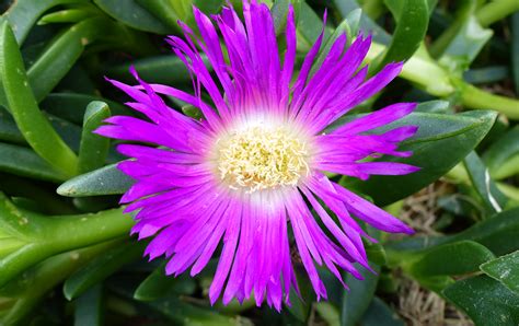 Carpobrotus Rossii Newport Nursery