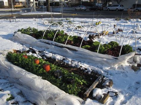 33 Cool Winter Gardening Ideas And How To Grow Winter Plants