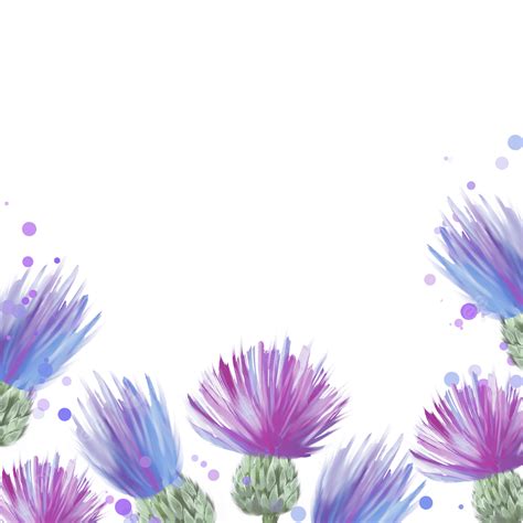 Watercolor Thistle PNG Picture Thistle Flower Watercolor Natural