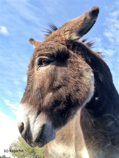 Kapicho On Twitter Hat Hier Gerade Jemand Esel Gesagt