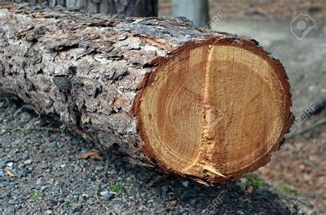 Que Faire Avec Un Tronc D Arbre Coup Meuleuse Disqueuse