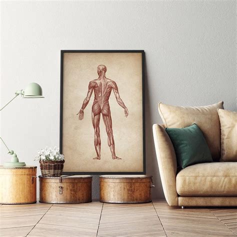 Anatomy Print Anatomy Poster Muscular System Print Human Etsy Denmark