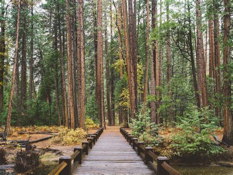 Free Images Tree Path Wilderness Wood Trail Bridge Jungle