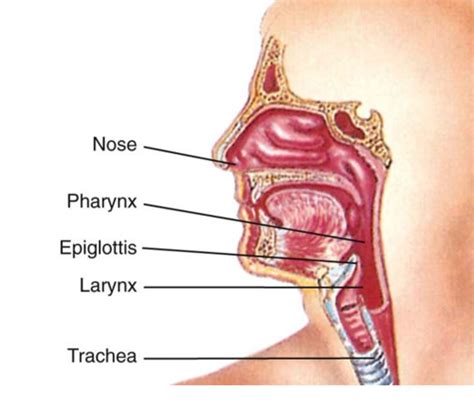 Paramedic Airway FISDAP Review Part 1 Flashcards Quizlet