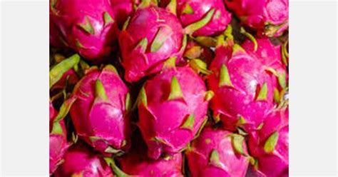 Dragon Fruit Might Become New Zealand’s New Commercial Crop