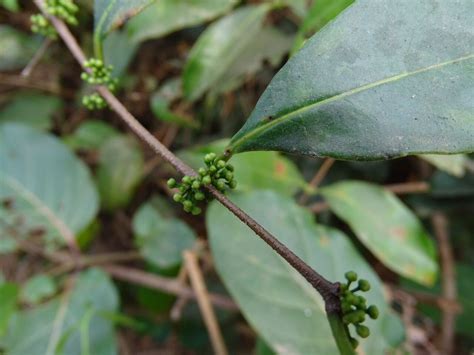 Salacia Senegalensis Lam Dc Flora Mundial Plntnet Identify