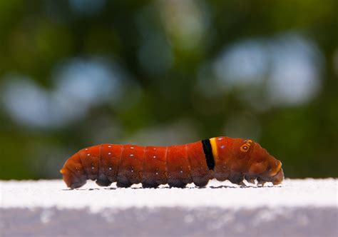 Oruga Insecto Larva Foto Gratis En Pixabay Pixabay