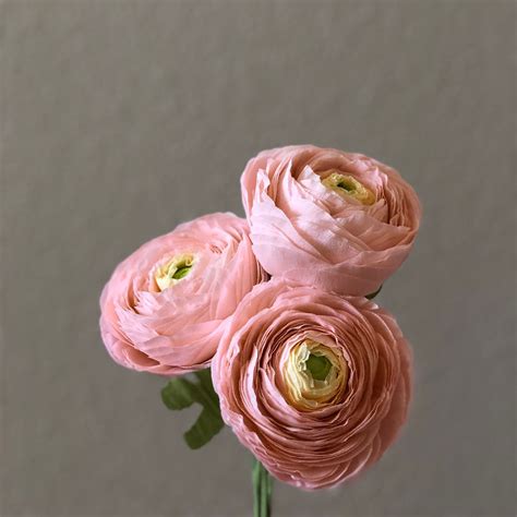 Ranunculus Crepe Pape Paper Flowers Crepe Paper Paper Crafts