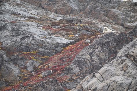 Behind The Shot – Polar Bear In Greenland – PhotoPXL