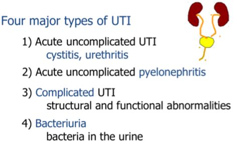 UTI Pyelonephritis Kidney Infection Flashcards Quizlet