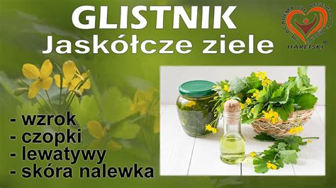 Jask Cze Ziele Glistnik Chelidonium Majus Domowe Zastosowanie Wzrok