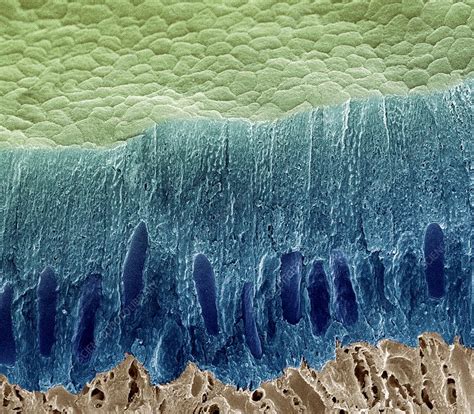 Tooth Enamel Formation Sem Stock Image C Science Photo