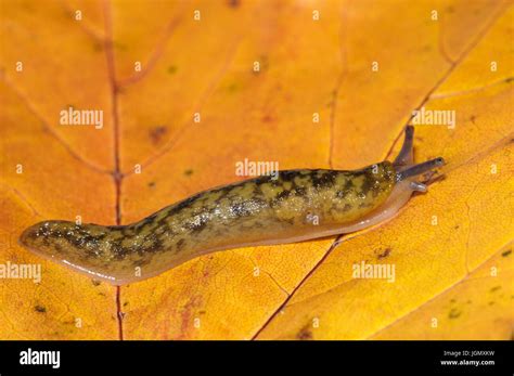 An Adult Yellow Slug Limax Flavus Crawling Over Golden Autumn Leaves