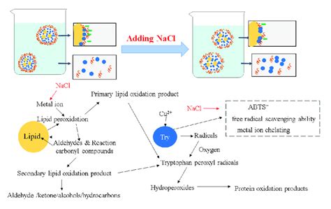 The Pictorial Mechanism Of Nacl On The Lipid And Protein Oxidation Of