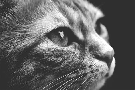 1920x1080 Resolution Cats Face Closeup Grayscale Photography Hd