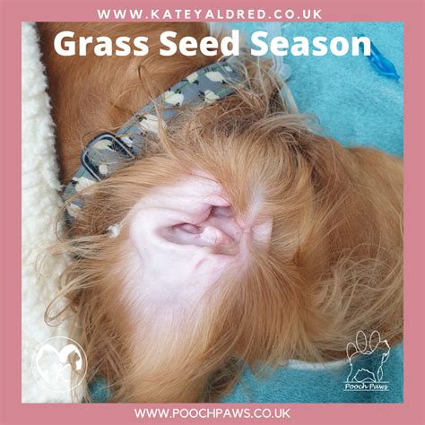 Dogs And Grass Seeds Important Tips Handling And Care Pooch Paws