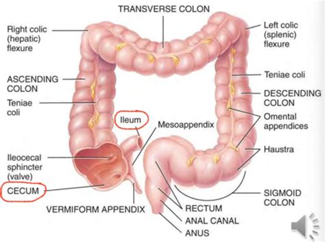 BE Large Intestine Flashcards Quizlet