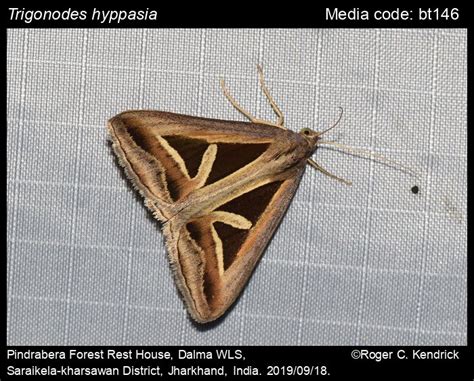 Trigonodes Hyppasia Moths