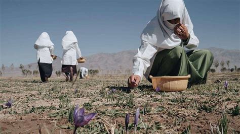 Afghanistan So Steht Es Um Unsere Safran Kooperative Welthungerhilfe