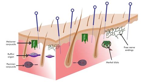 Piercing The Pain Exploring The Benefits Of Dry Needling Therapy With Neurological Issues