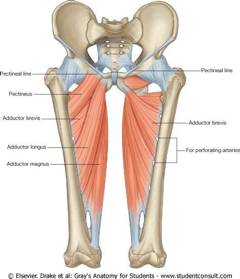 Adductors are important because they help balance the other muscles in ...