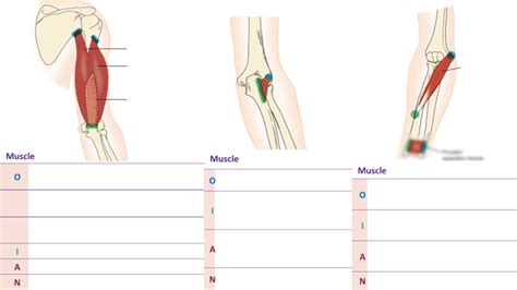 Elbow Muscles 1 Diagram Quizlet