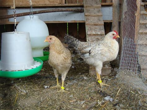 Backyard Chickens Learn How To Raise Chickens